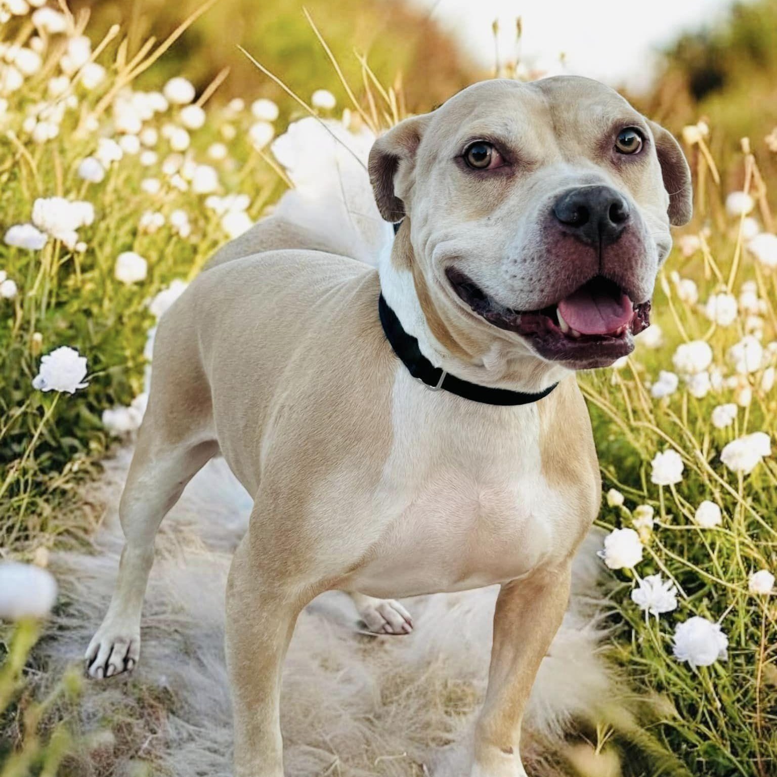 Dog for adoption - Appa, an American Bulldog in Downers Grove, IL ...