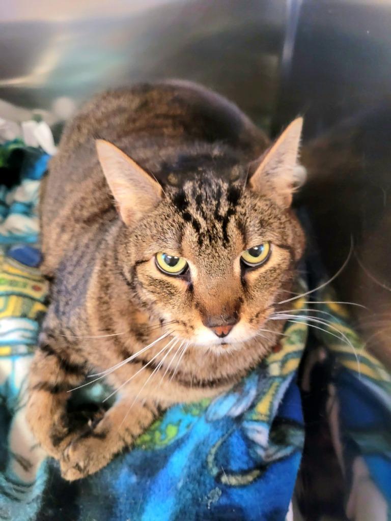 Enlarge MILO (BIGGBY), a Adoptable mixed breed in Wintersville, OH image 1/6