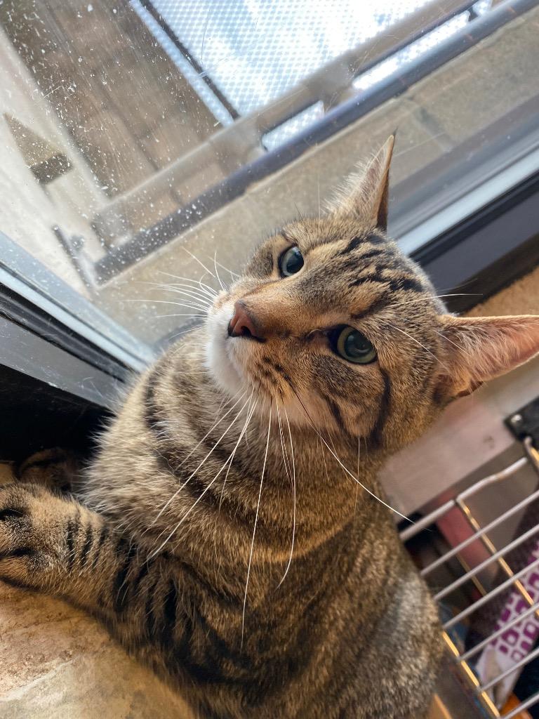 Enlarge MILO (BIGGBY), a Adoptable mixed breed in Wintersville, OH image 2/6