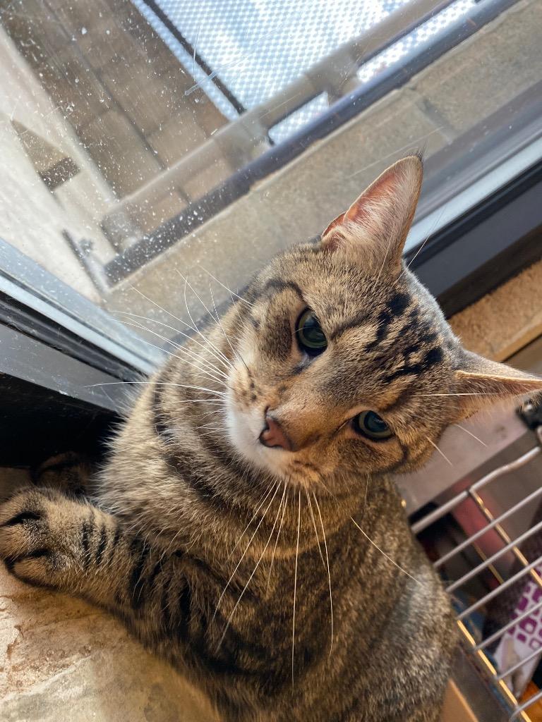 Enlarge MILO (BIGGBY), a Adoptable mixed breed in Wintersville, OH image 3/6