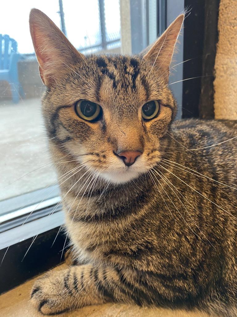 Enlarge MILO (BIGGBY), a Adoptable mixed breed in Wintersville, OH image 4/6