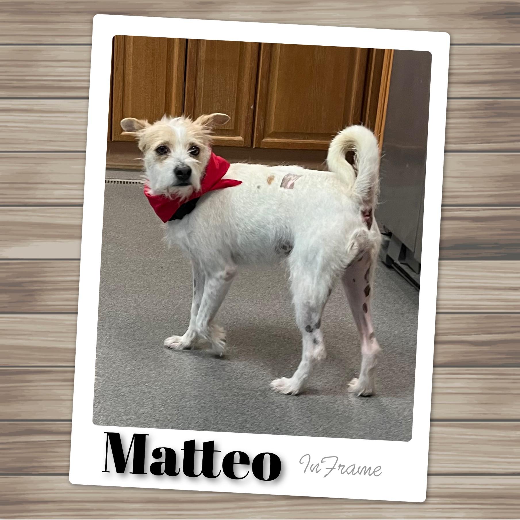 Enlarge Mateo, a ADOPTABLE mixed breed in Fredericksburg, VA image 4/6