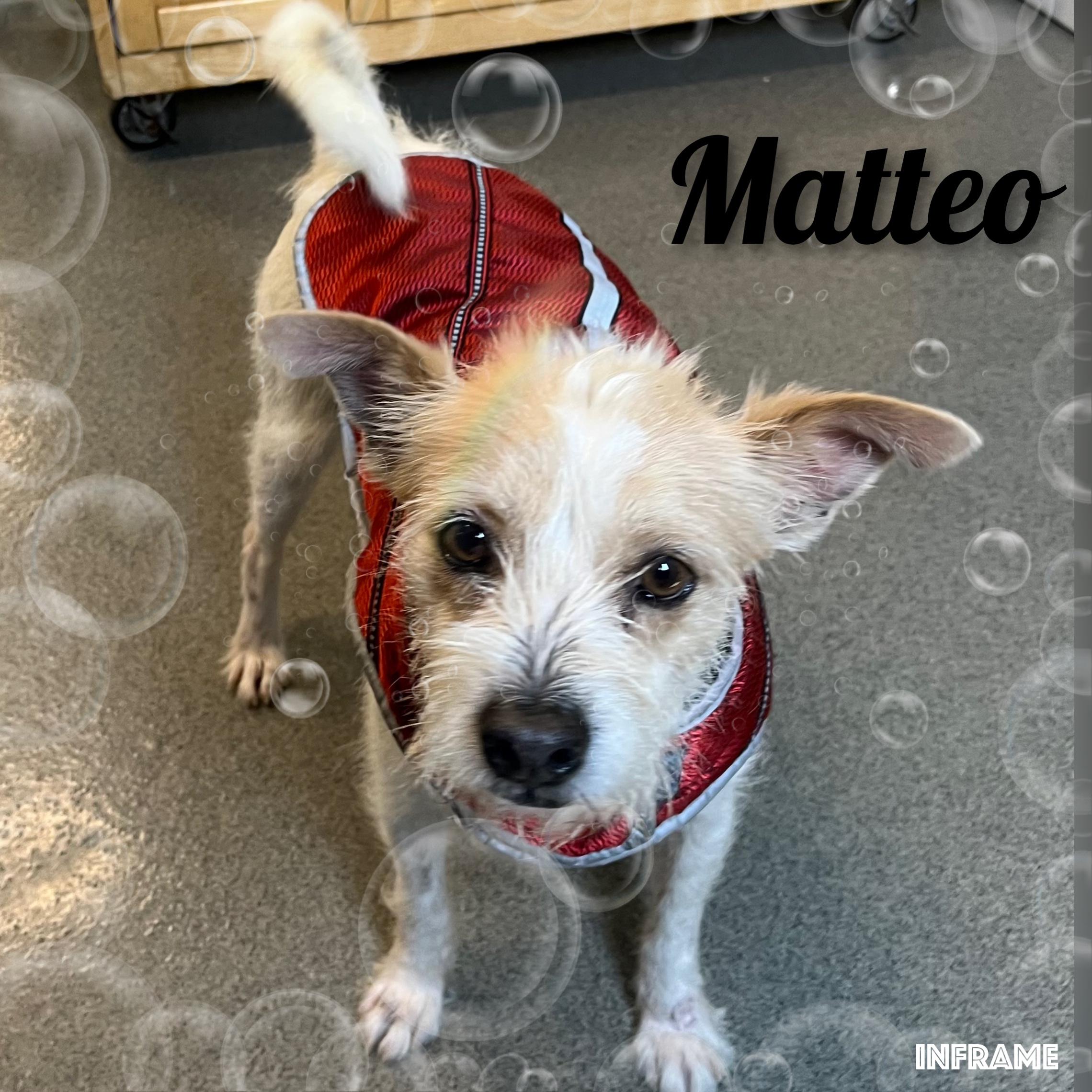Enlarge Mateo, a ADOPTABLE mixed breed in Fredericksburg, VA image 5/6