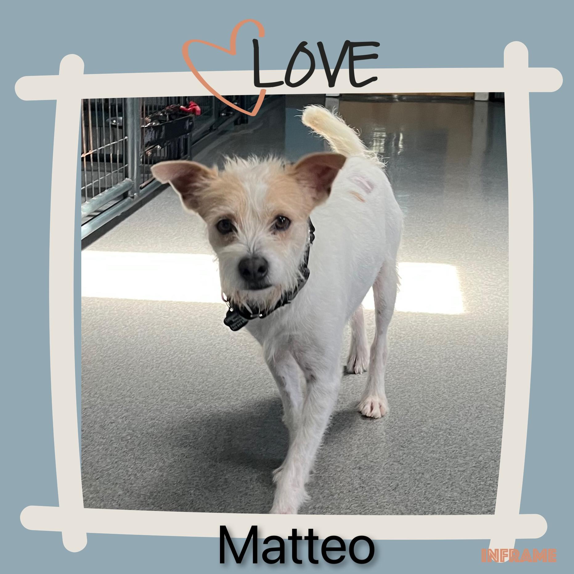 Enlarge Mateo, a ADOPTABLE mixed breed in Fredericksburg, VA image 2/6