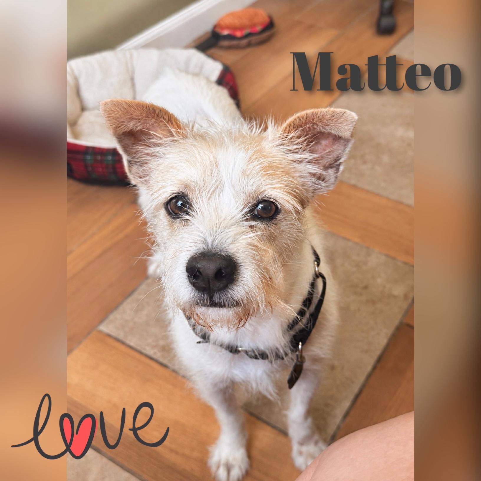 Mateo, ADOPTABLE, Adult Male Terrier.