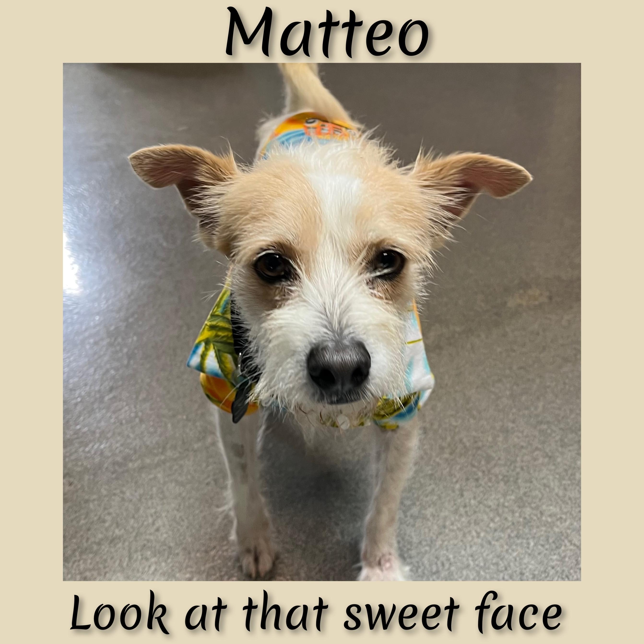 Enlarge Mateo, a ADOPTABLE mixed breed in Fredericksburg, VA image 3/6