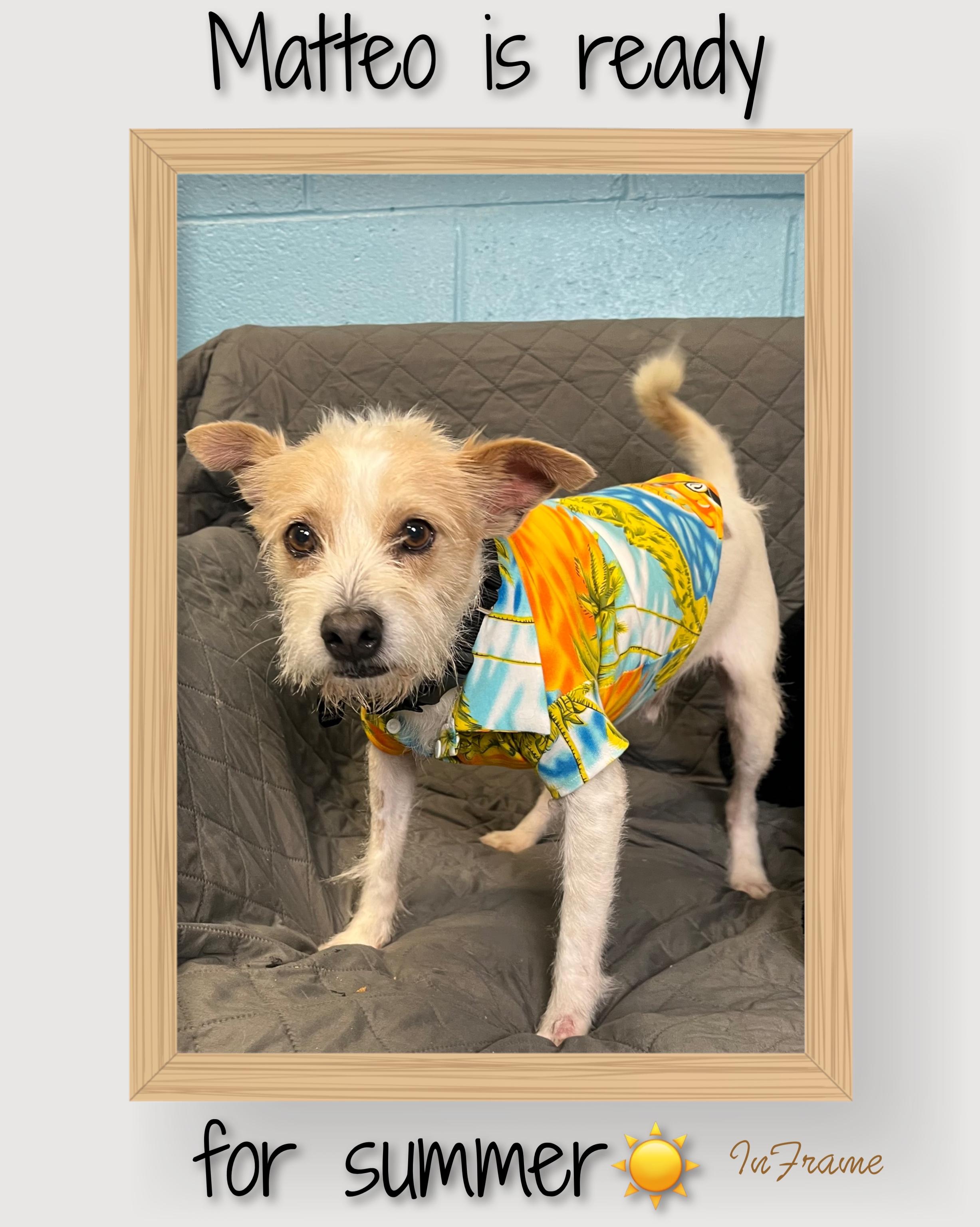 Enlarge Mateo, a ADOPTABLE mixed breed in Fredericksburg, VA image 6/6
