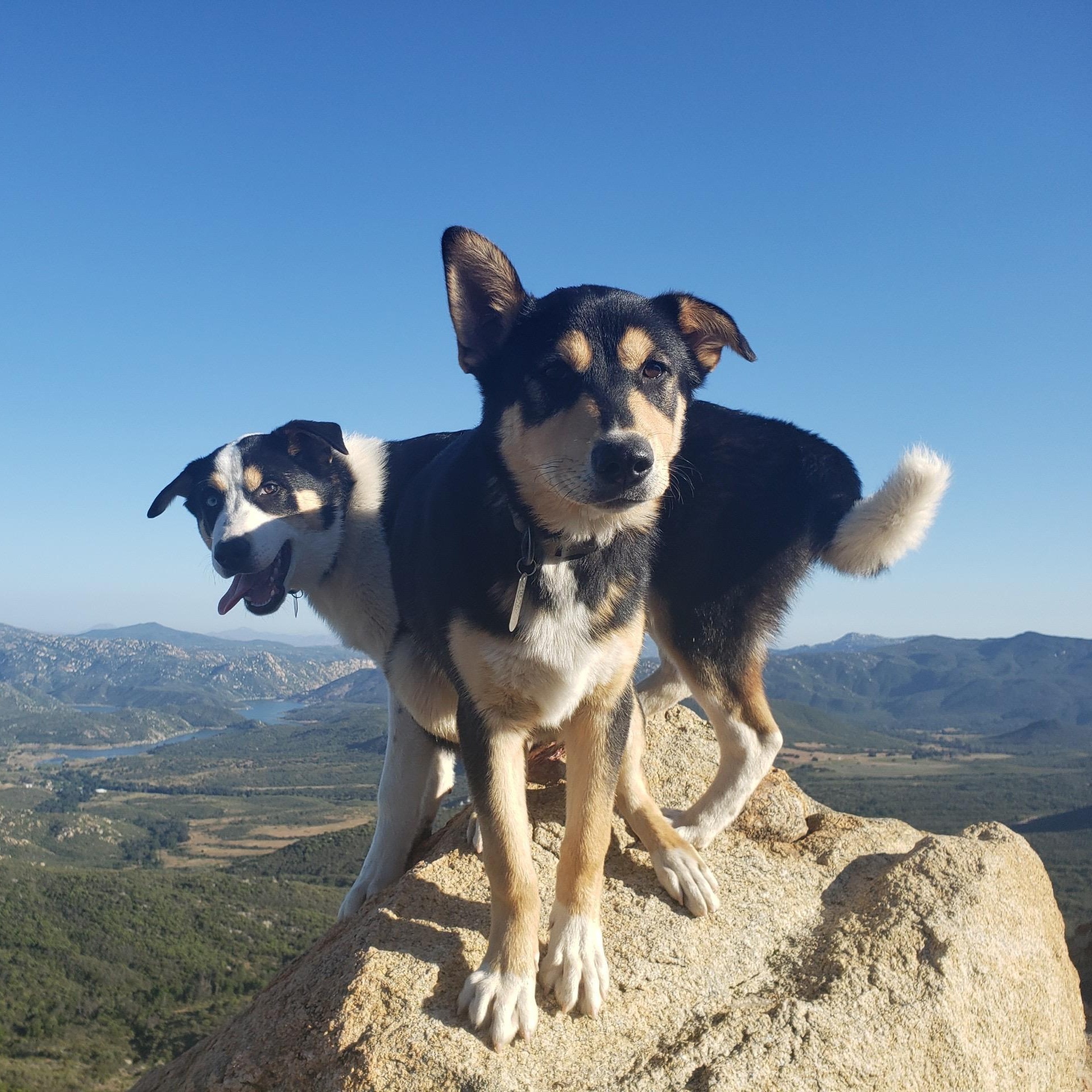 Enlarge Jameson (and Coax), a Adoptable mixed breed in San Diego, CA image 6/6