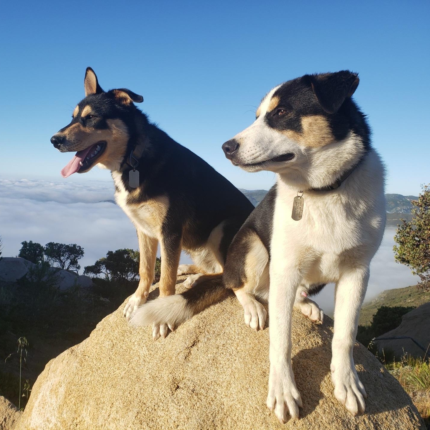 Enlarge Jameson (and Coax), a Adoptable mixed breed in San Diego, CA image 3/6