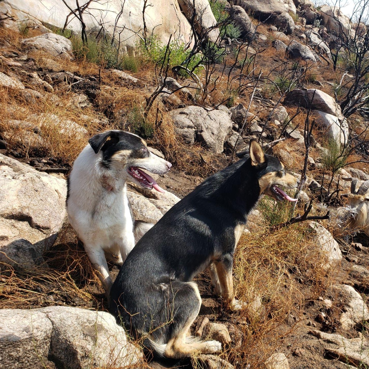 Enlarge Jameson (and Coax), a Adoptable mixed breed in San Diego, CA image 5/6