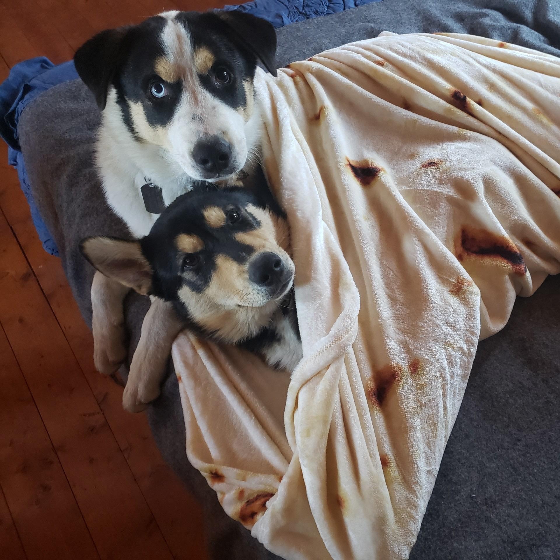 Enlarge Jameson (and Coax), a Adoptable mixed breed in San Diego, CA image 2/6