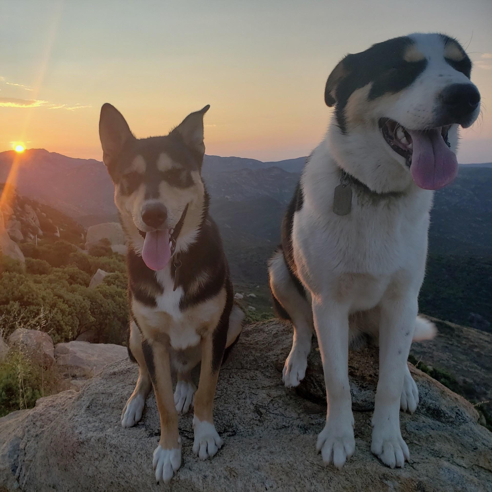 Enlarge Jameson (and Coax), a Adoptable mixed breed in San Diego, CA image 1/6
