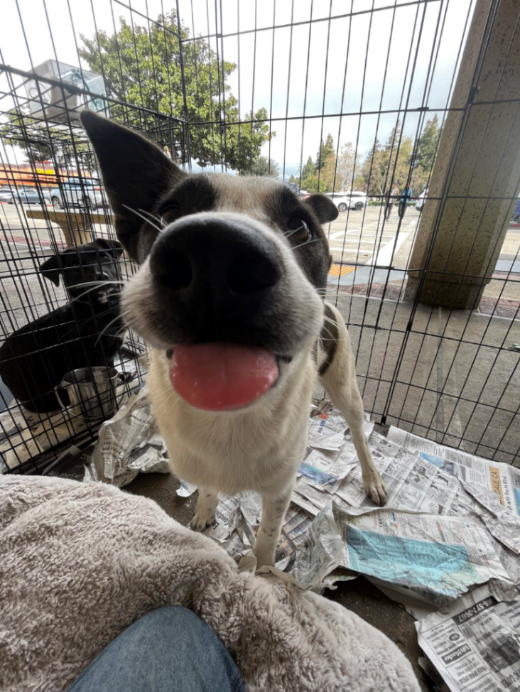 Brandi, Adoptable, Puppy Female Border Collie & Australian Shepherd.