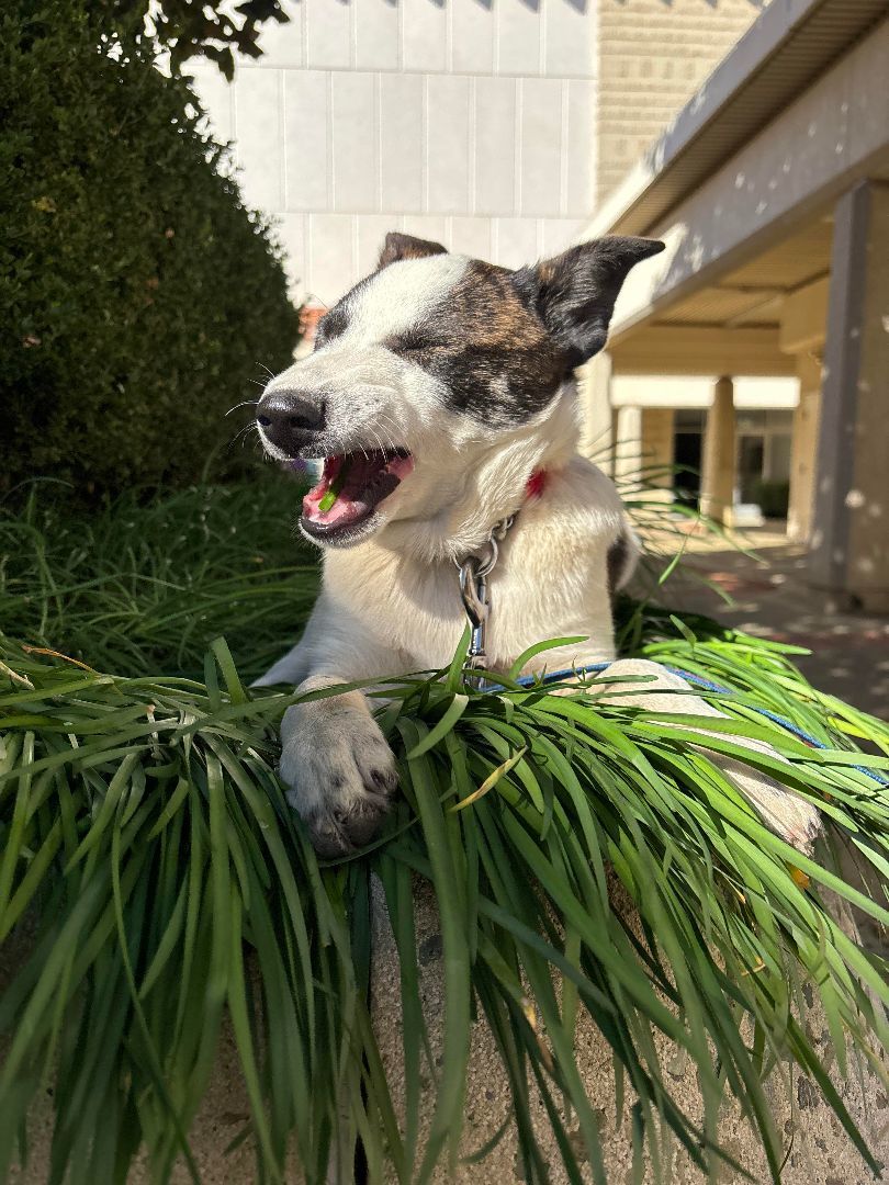 Brandi, a Adoptable mixed breed in San Jose, CA image 2/5