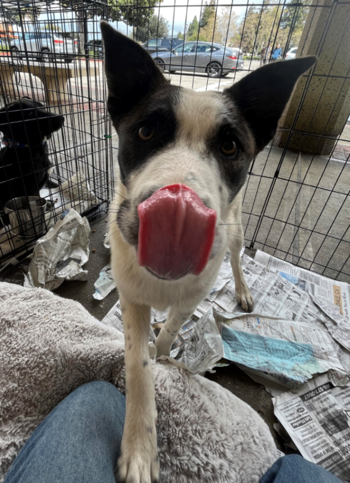 Brandi, a Adoptable mixed breed in San Jose, CA image 3/5