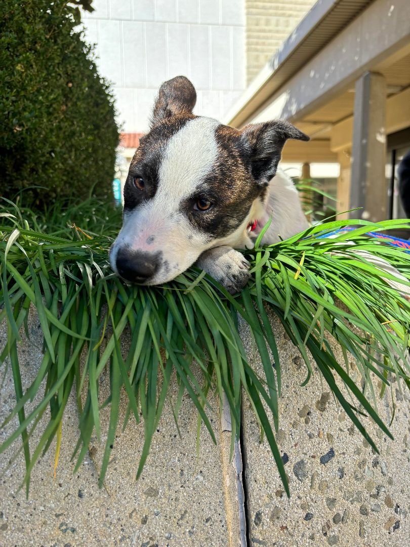Brandi, Adoptable, Puppy Female Border Collie & Australian Shepherd.