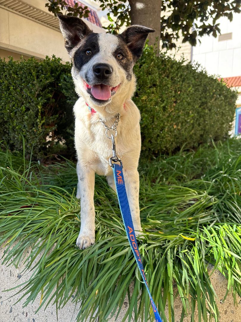 Brandi, a Adoptable mixed breed in San Jose, CA image 5/5