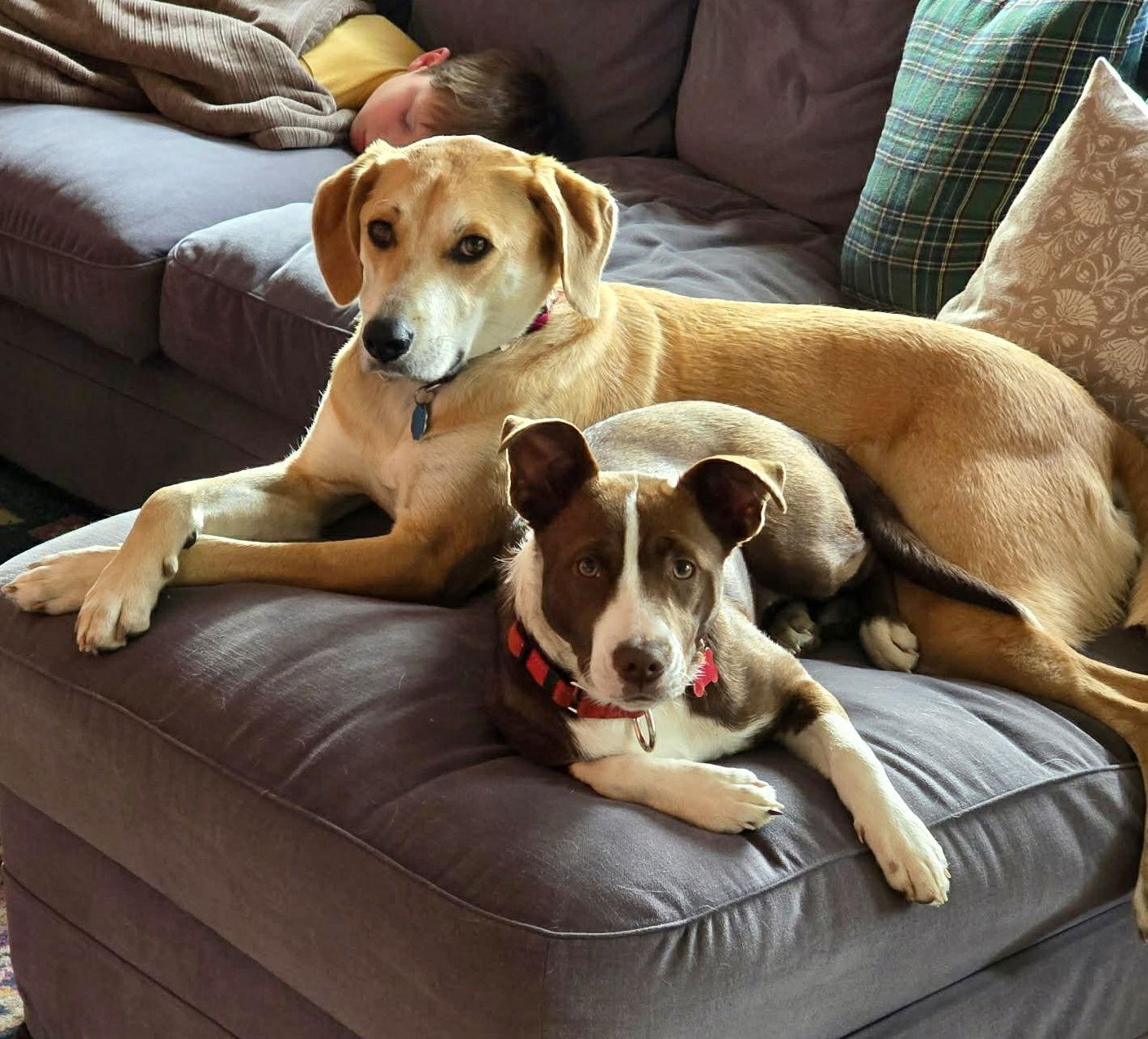 Wanda, Adoptable, Young Female Collie & Hound.