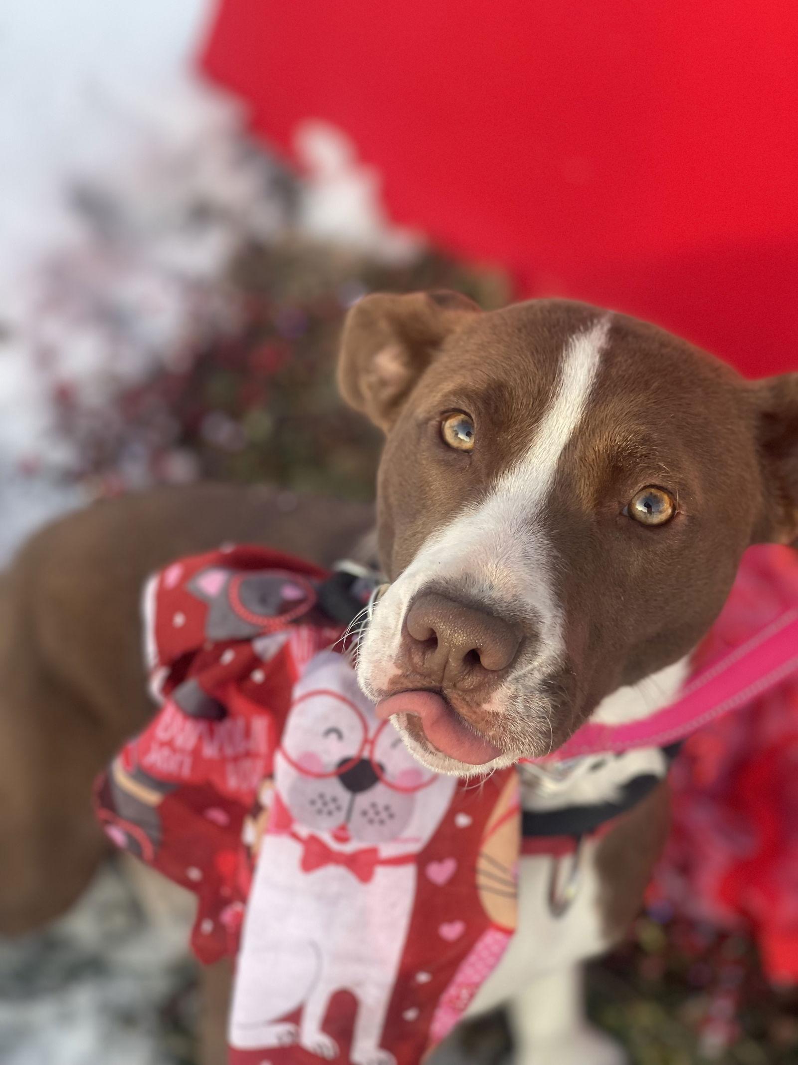 Enlarge Wanda, a Adoptable mixed breed in Blackwood, NJ image 2/3