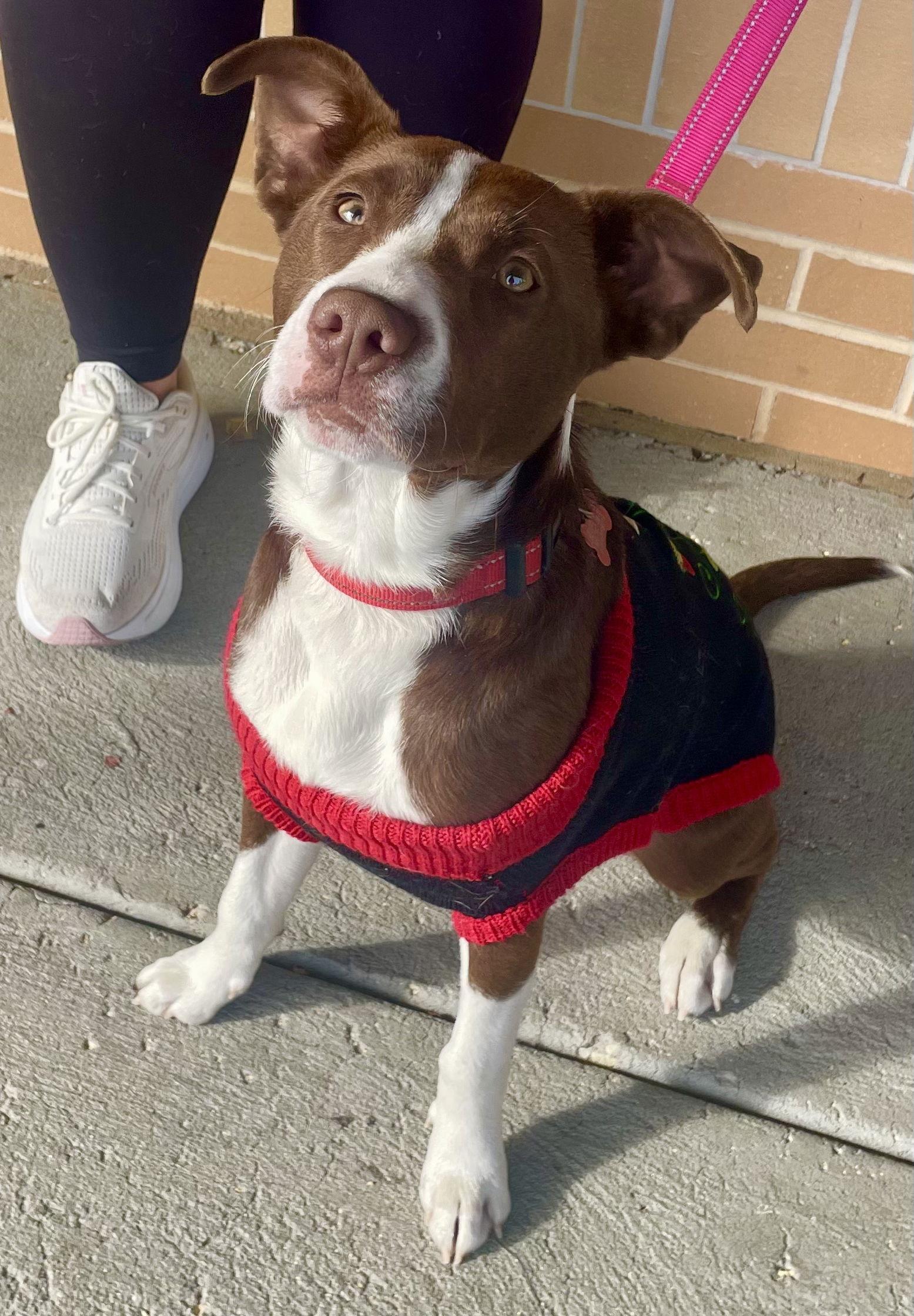 Enlarge Wanda, a Adoptable mixed breed in Blackwood, NJ image 1/3