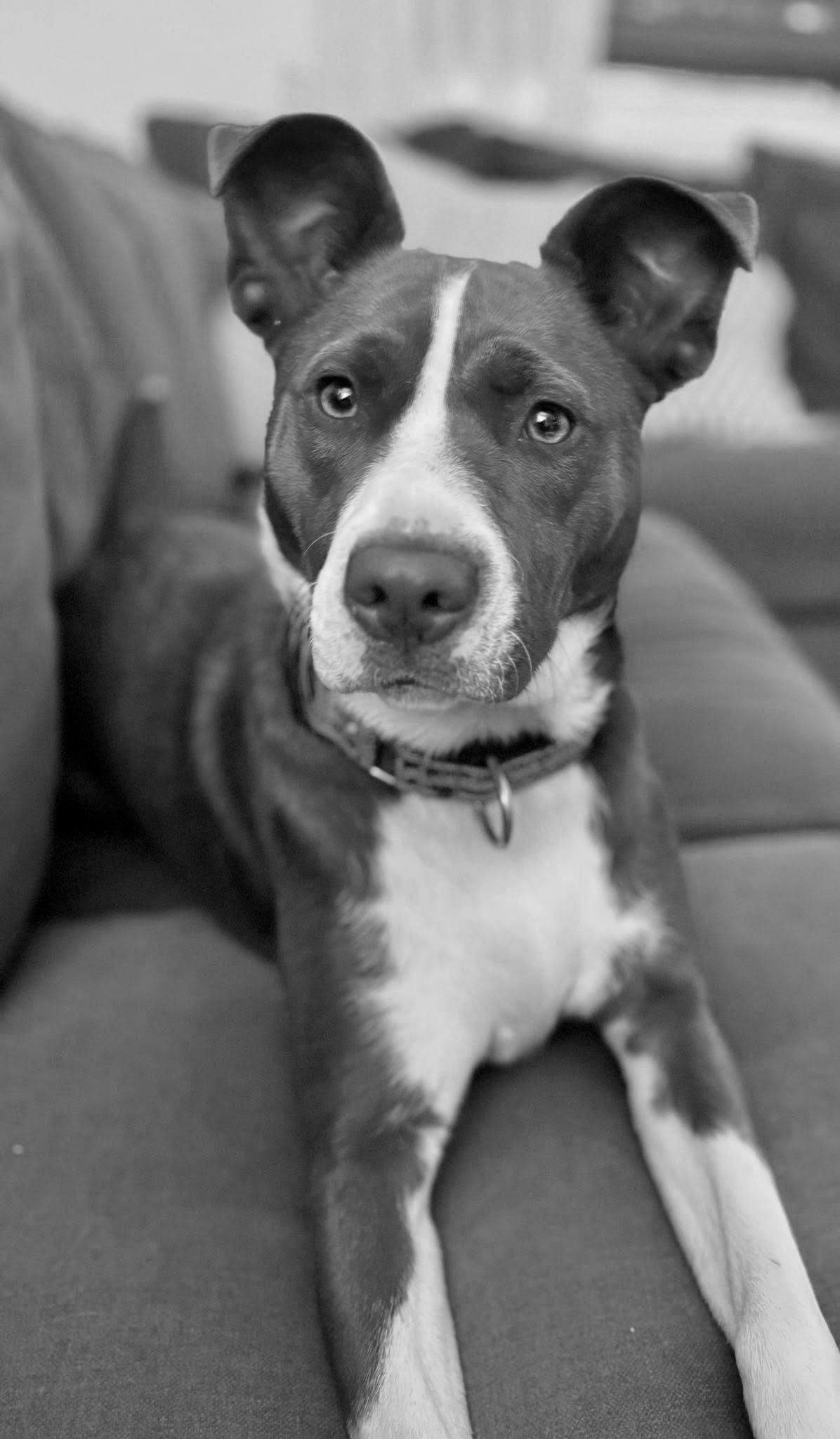 Wanda, Adoptable, Young Female Collie & Hound.