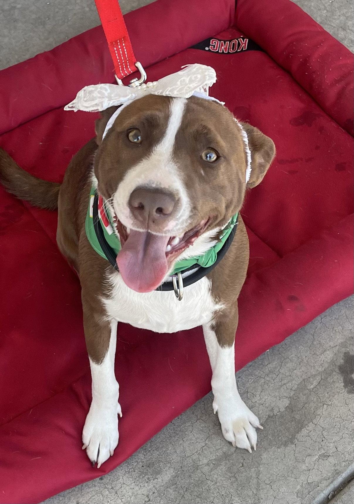 Enlarge Wanda, a Adoptable mixed breed in Blackwood, NJ image 1/3