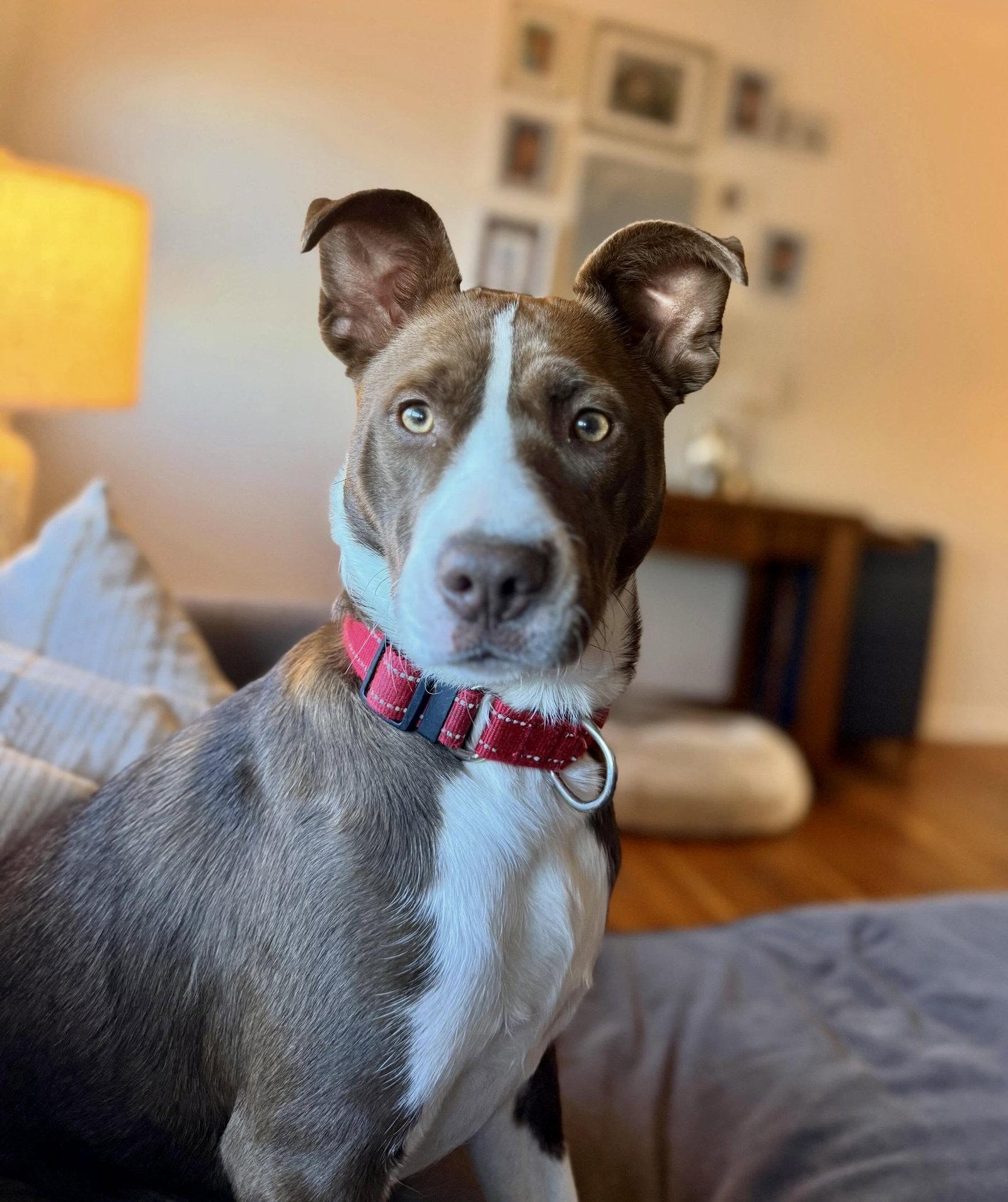 Enlarge Wanda, a Adoptable mixed breed in Blackwood, NJ image 2/3
