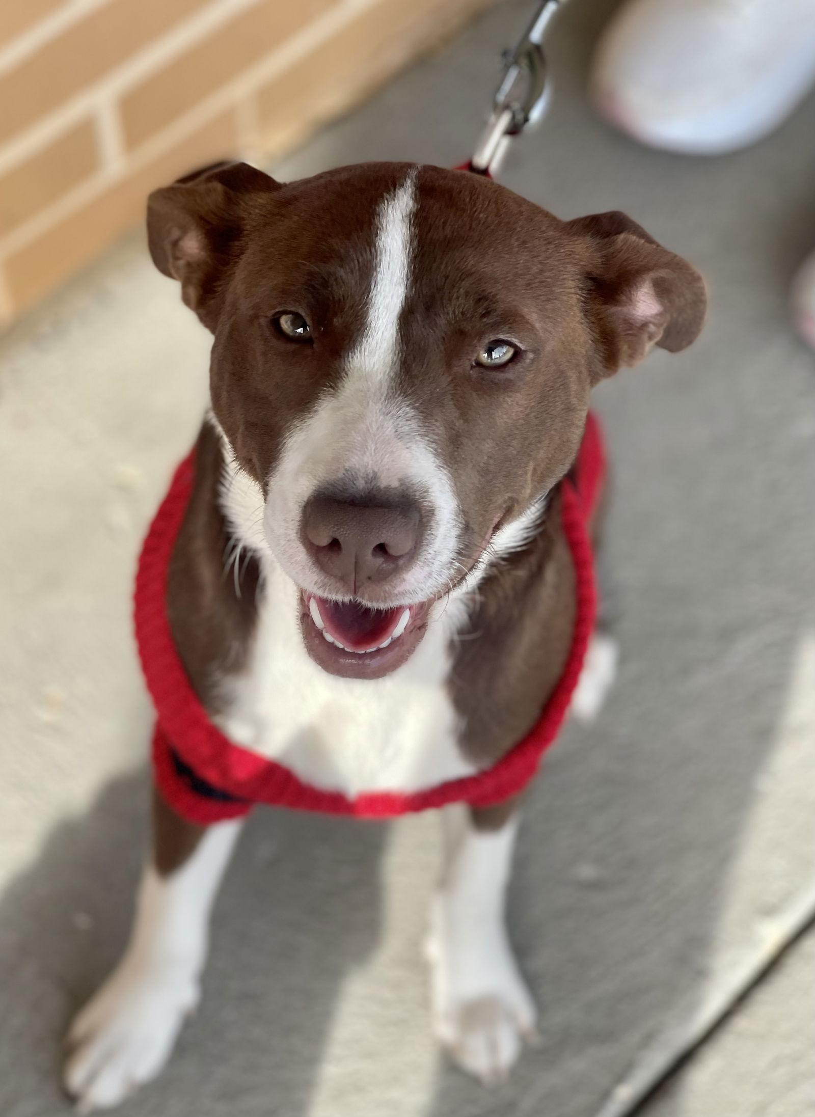 Enlarge Wanda, a Adoptable mixed breed in Blackwood, NJ image 2/3