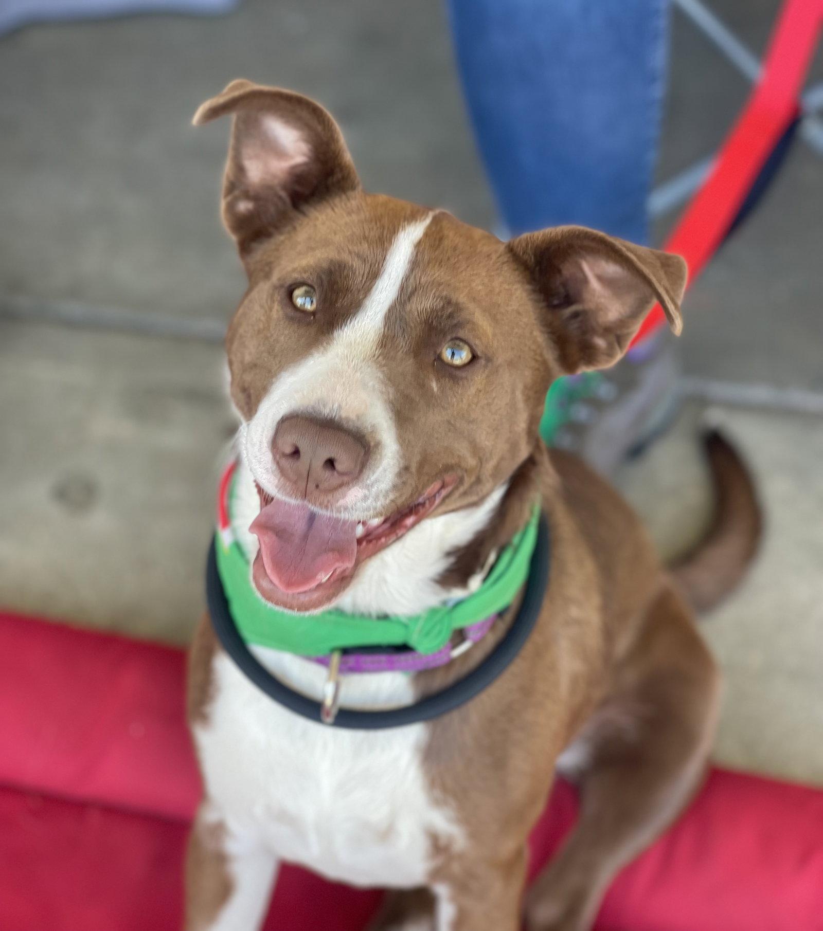 Enlarge Wanda, a Adoptable mixed breed in Blackwood, NJ image 3/3