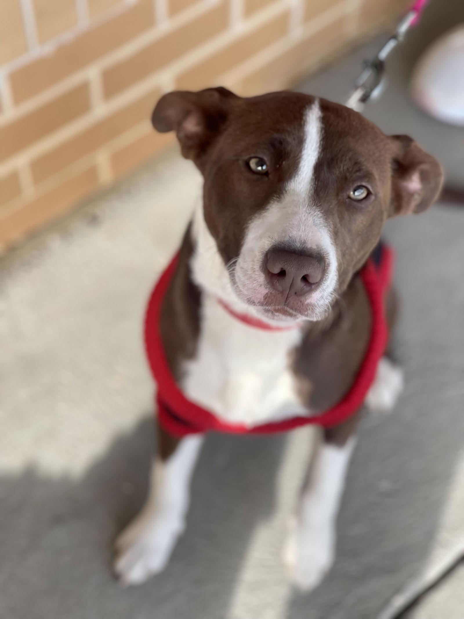 Enlarge Wanda, a Adoptable mixed breed in Blackwood, NJ image 3/3