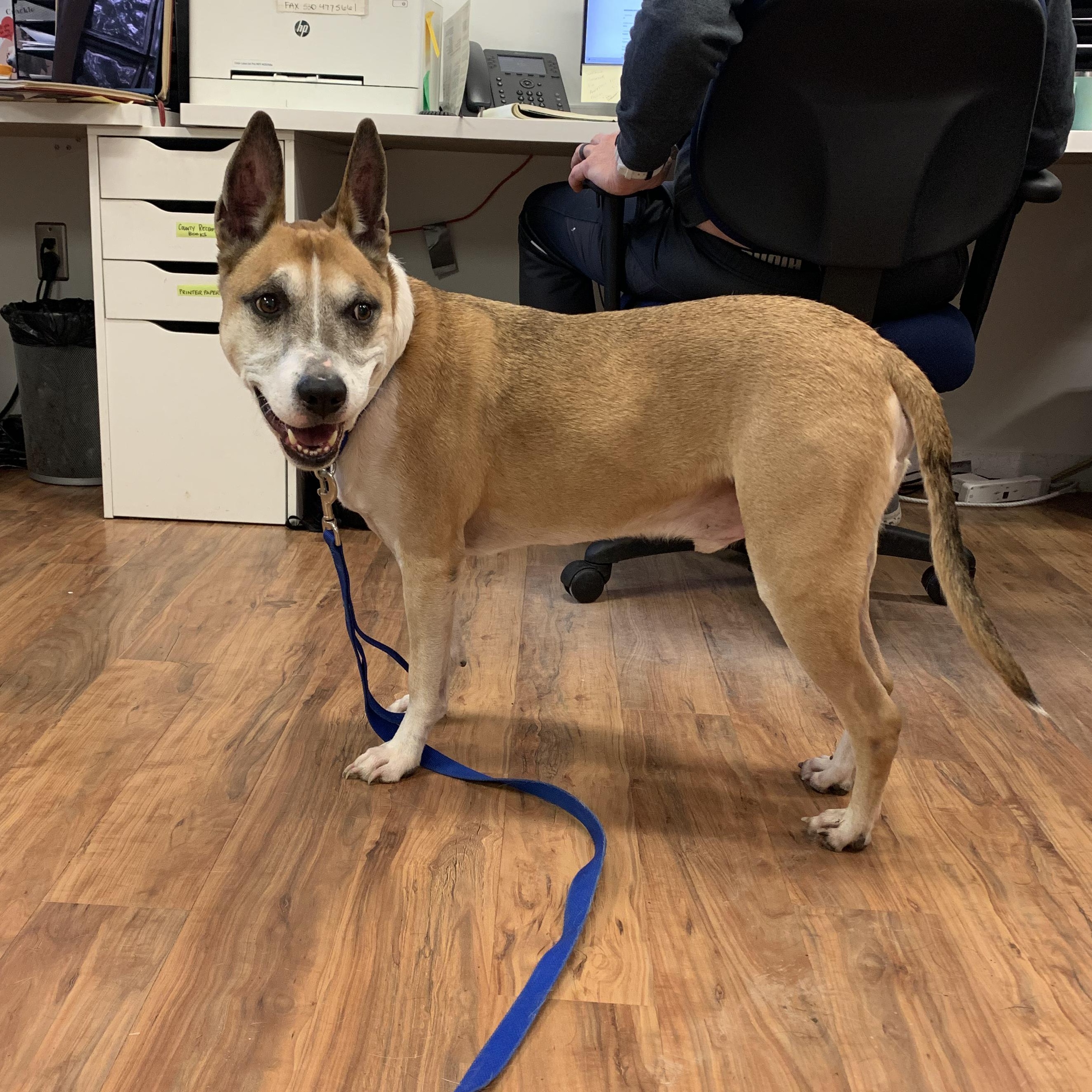 Enlarge Brewster, an adoptable mixed breed in Grass Valley, CA image 6/6