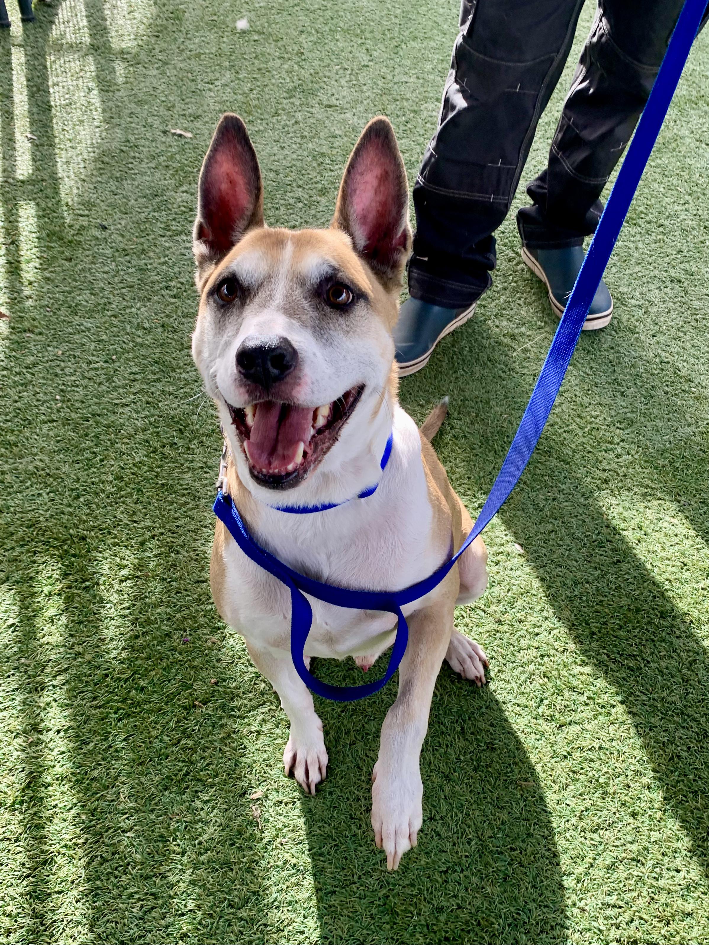 Brewster, a Adoptable mixed breed in Grass Valley, CA image 1/6