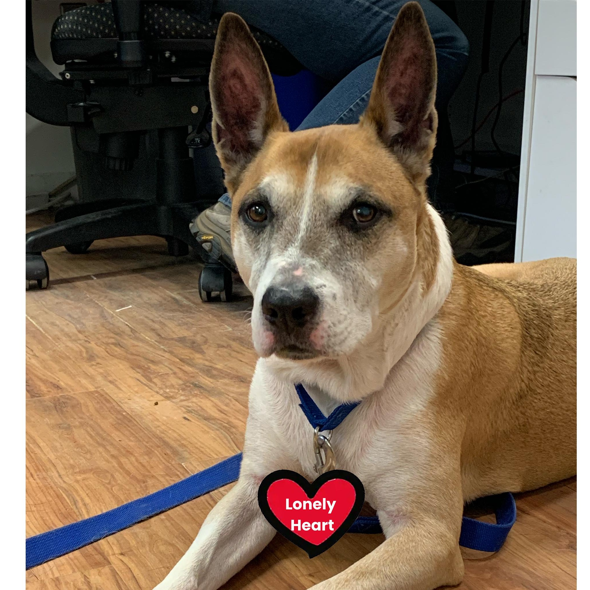 Enlarge Brewster, a Adoptable mixed breed in Grass Valley, CA image 1/6