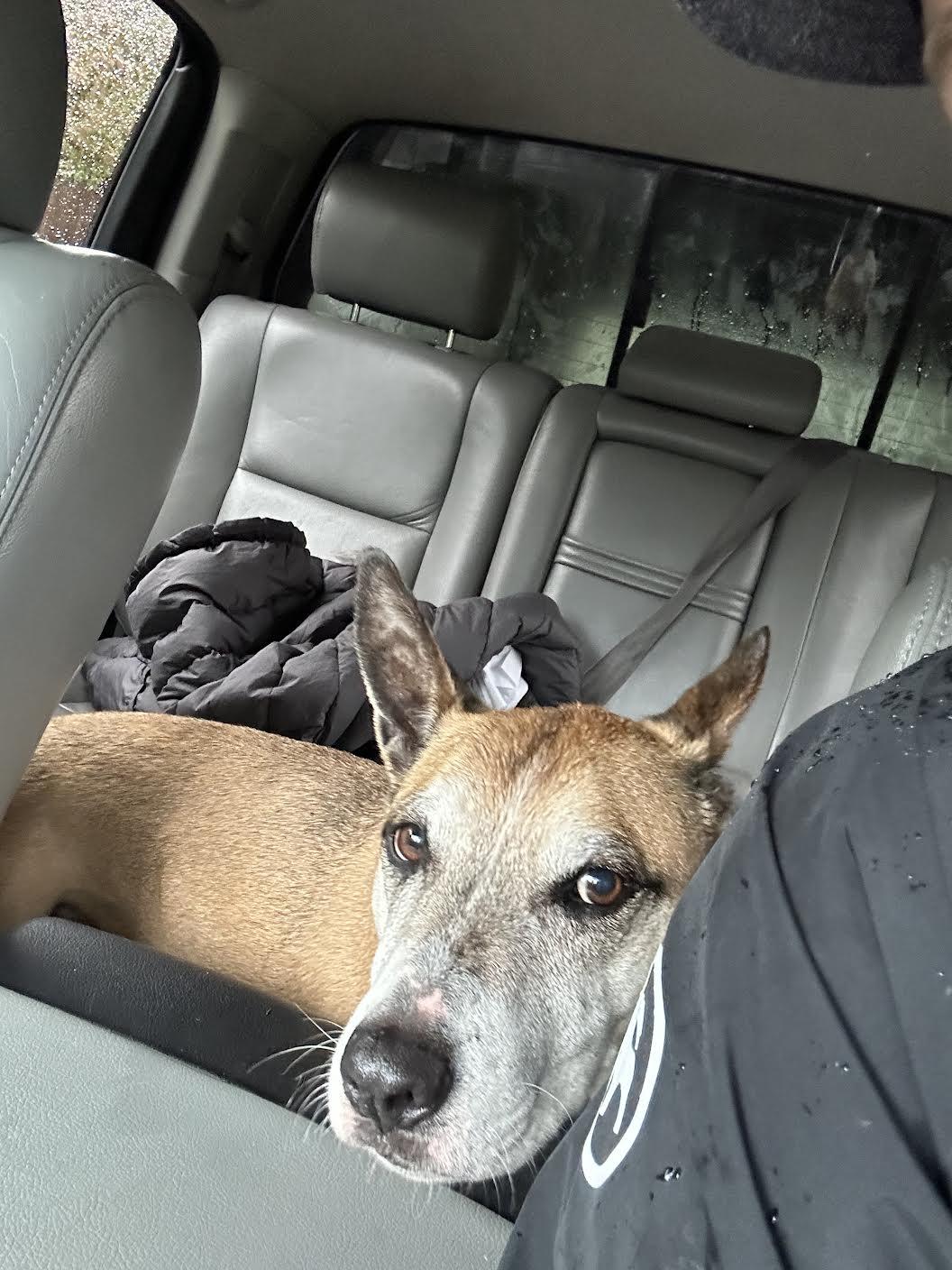 Enlarge Brewster, an adoptable mixed breed in Grass Valley, CA image 4/6