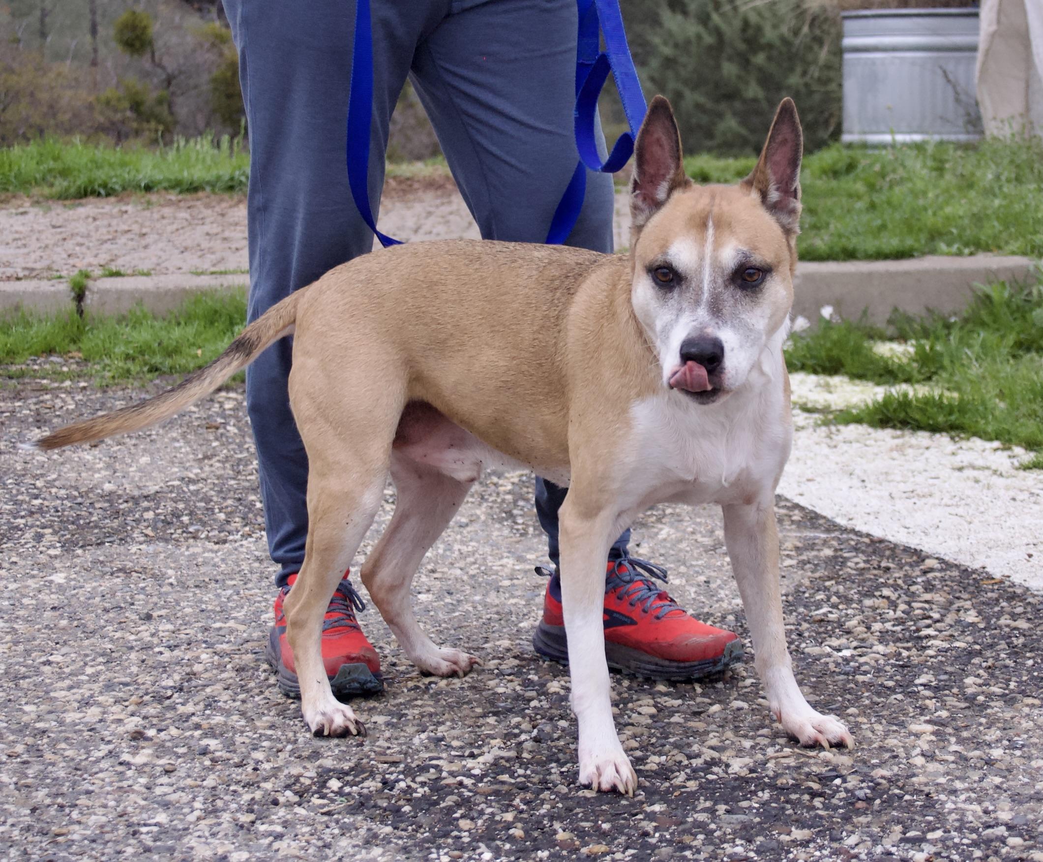 Brewster, a Adoptable mixed breed in Grass Valley, CA image 2/6