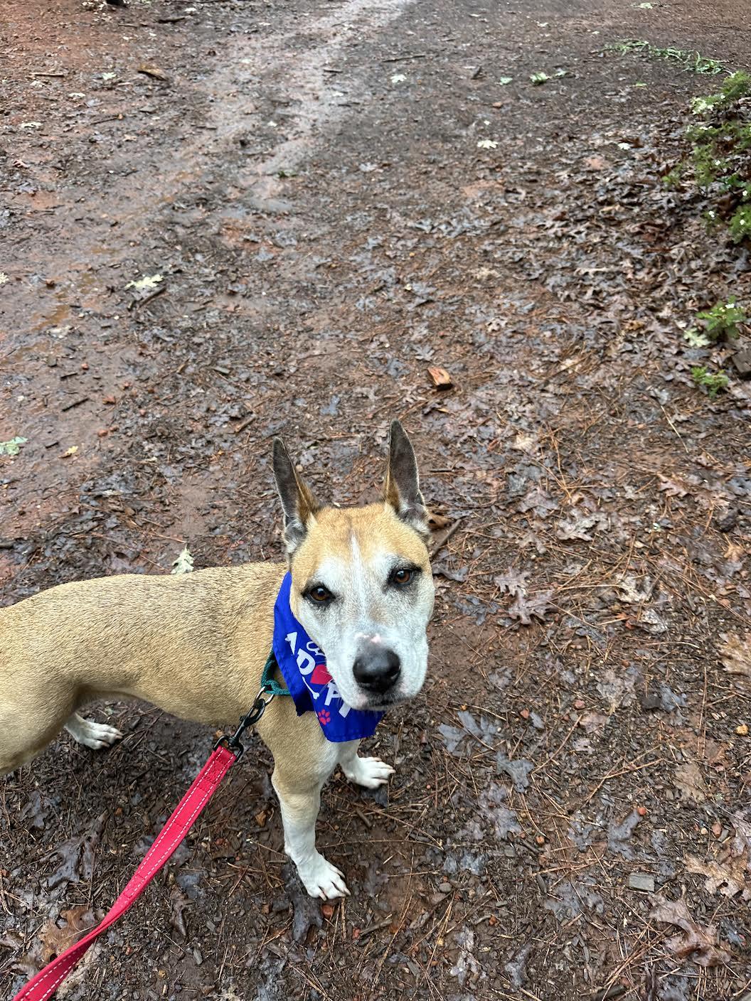 Enlarge Brewster, an adoptable mixed breed in Grass Valley, CA image 3/6