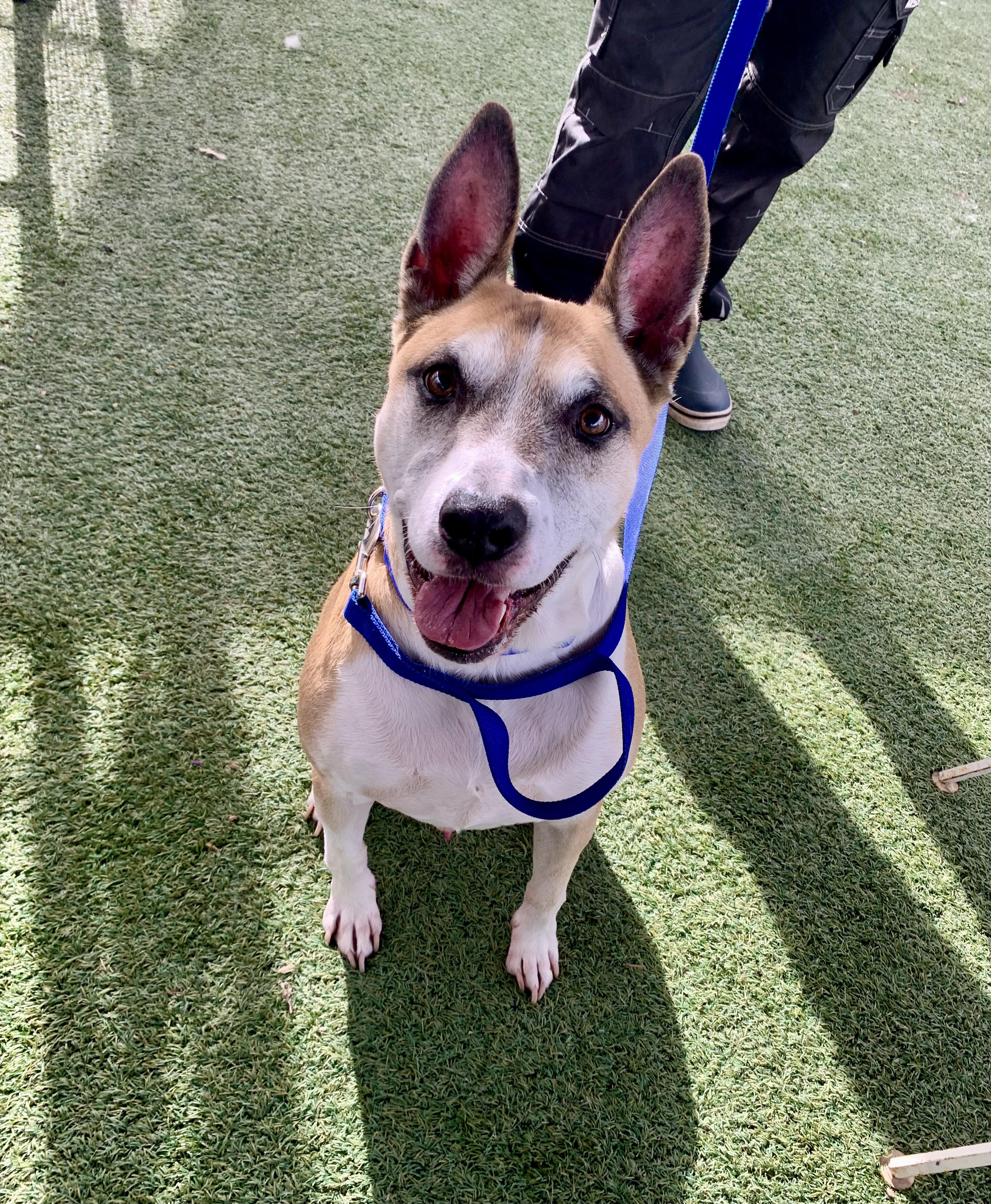 Brewster, a Adoptable mixed breed in Grass Valley, CA image 4/6