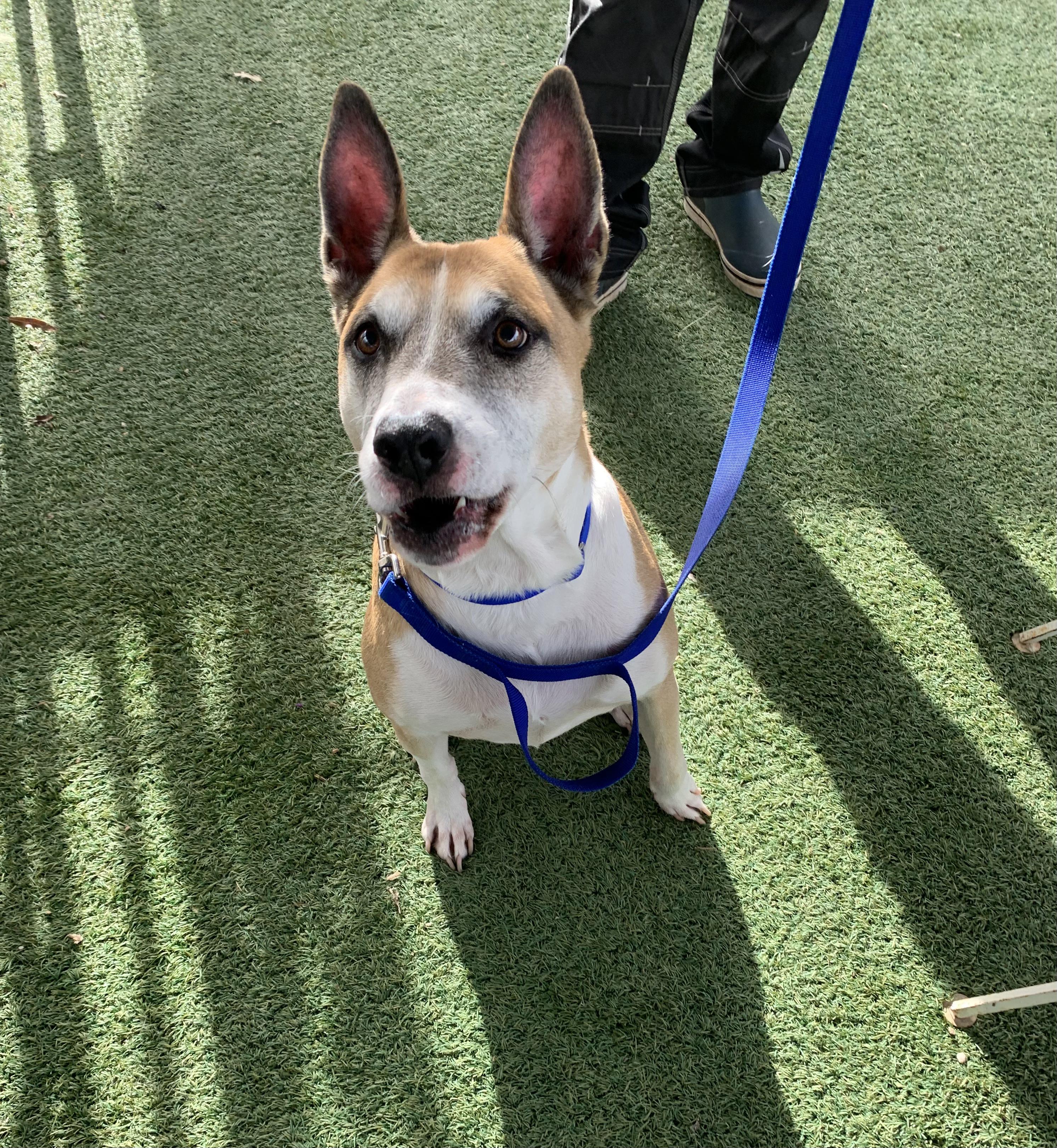 Brewster, a Adoptable mixed breed in Grass Valley, CA image 6/6