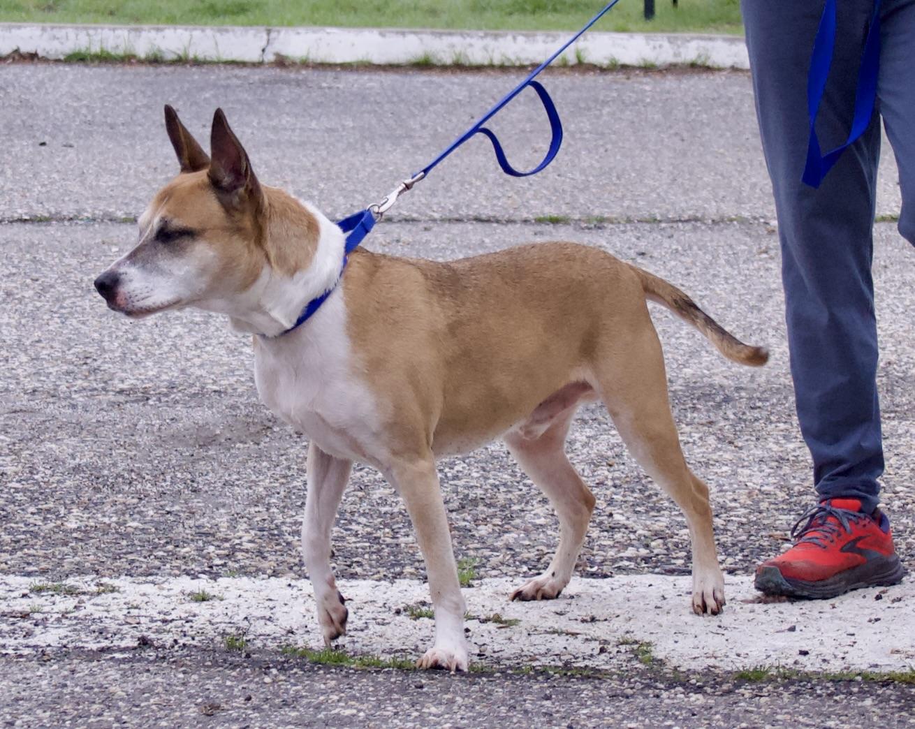 Brewster, a Adoptable mixed breed in Grass Valley, CA image 3/6