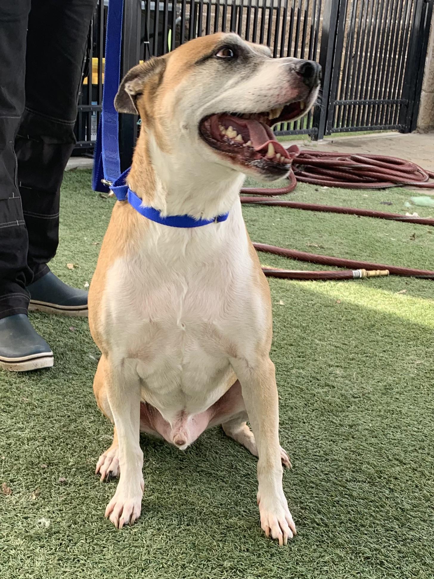 Brewster, a Adoptable mixed breed in Grass Valley, CA image 5/6