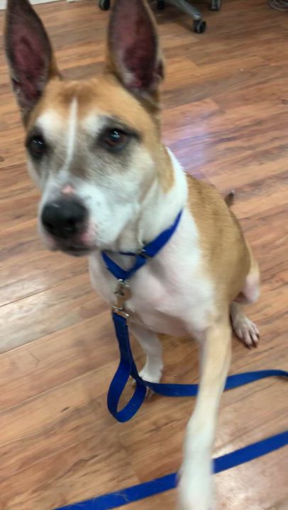 Enlarge Brewster, an adoptable mixed breed in Grass Valley, CA video 5/6