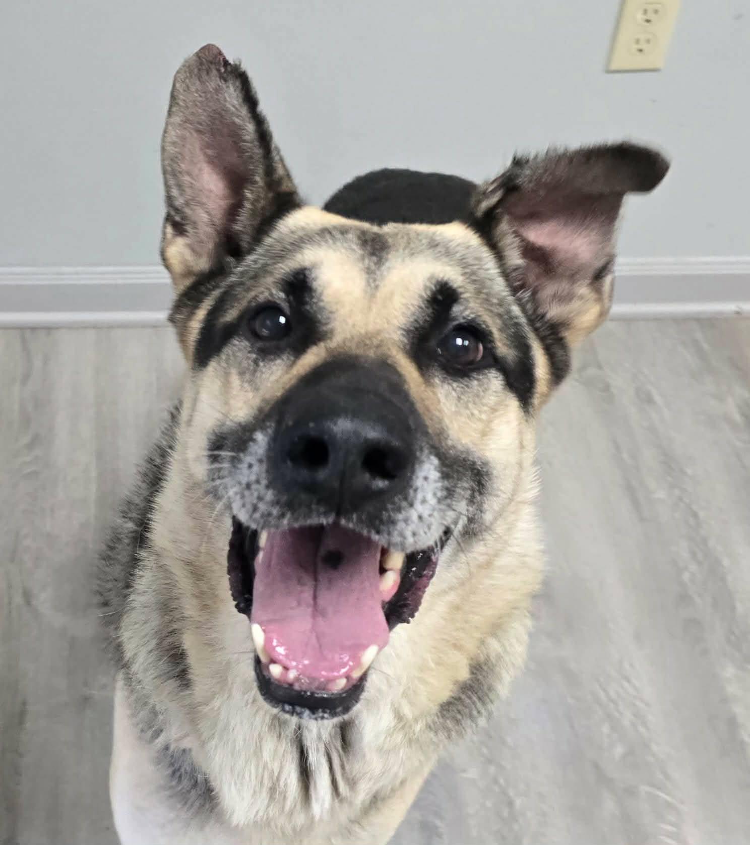 Enlarge Enzo, a Adoptable Shepherd in Frankfort, IN image 4/5