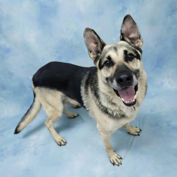 Enzo, Adoptable, Adult Male Shepherd.