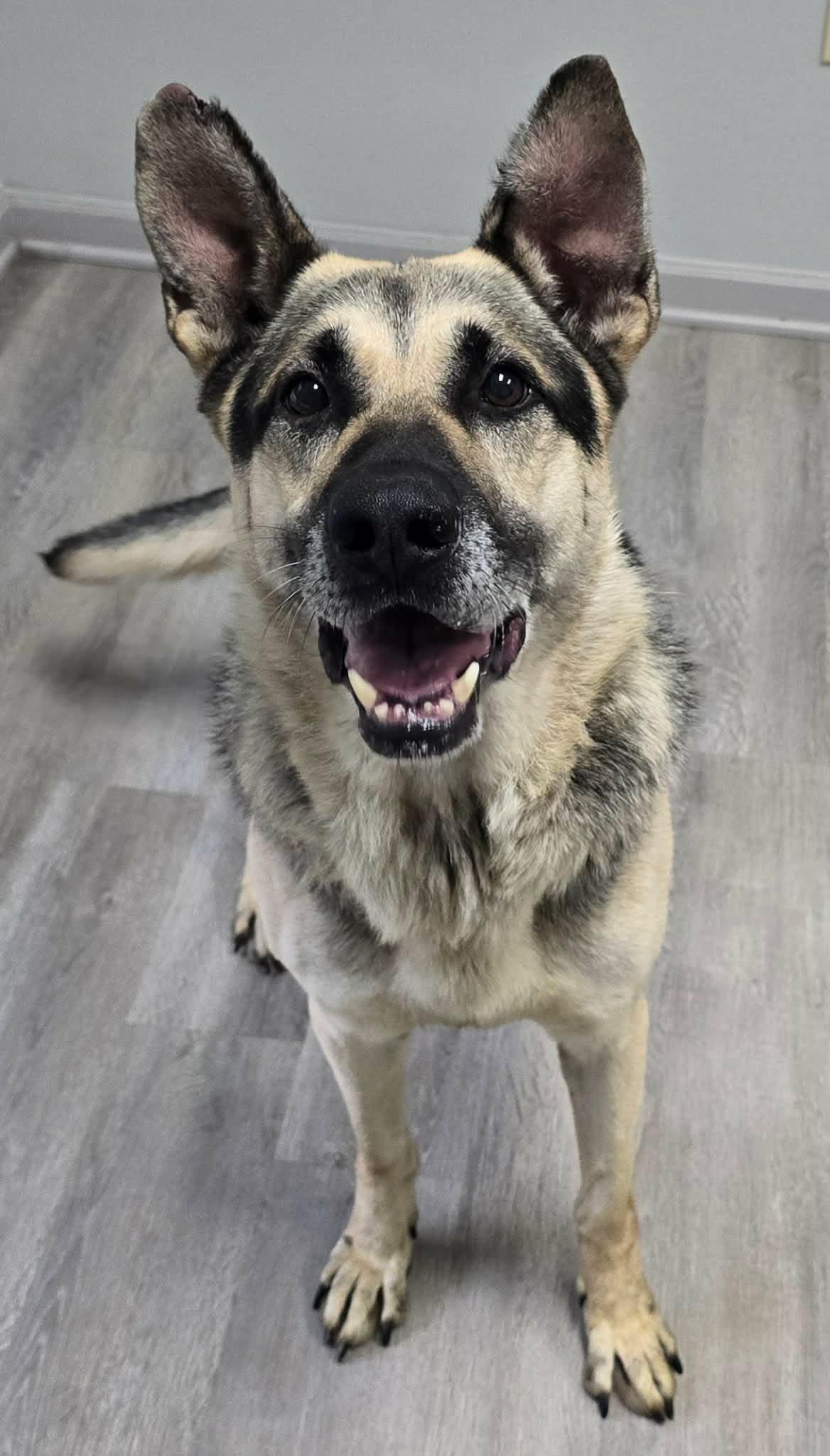 Enlarge Enzo, a Adoptable Shepherd in Frankfort, IN image 3/5