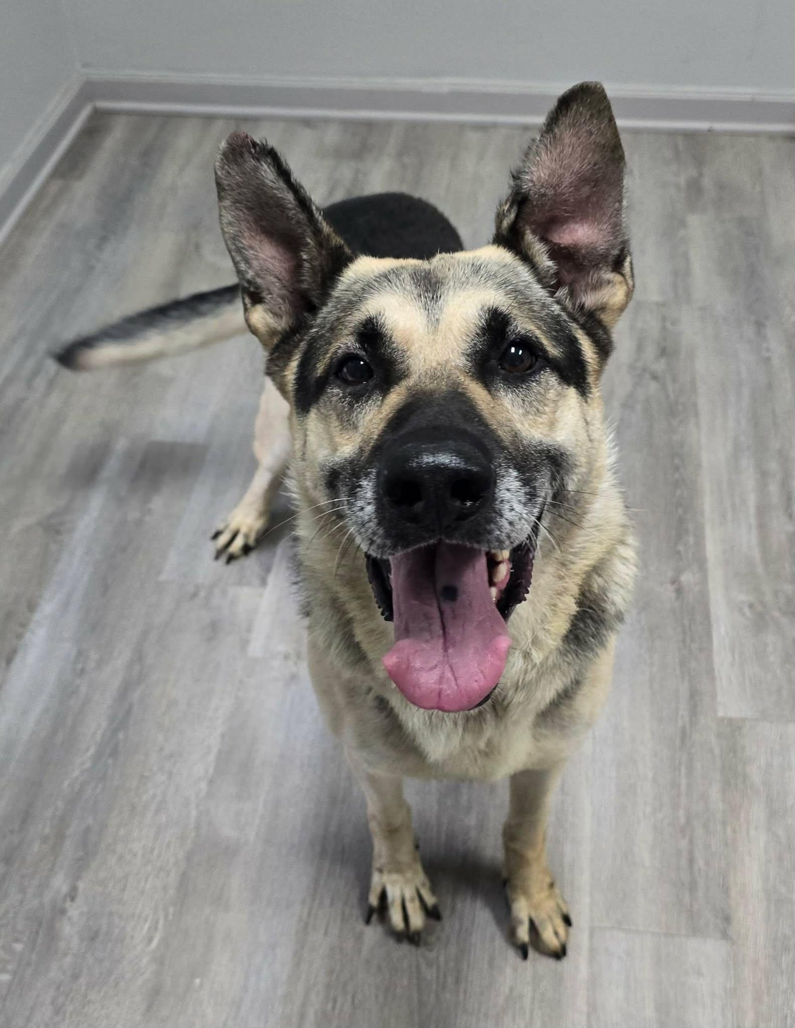Enlarge Enzo, a Adoptable Shepherd in Frankfort, IN image 5/5
