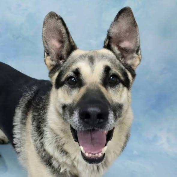 Enlarge Enzo, a Adoptable Shepherd in Frankfort, IN image 2/5