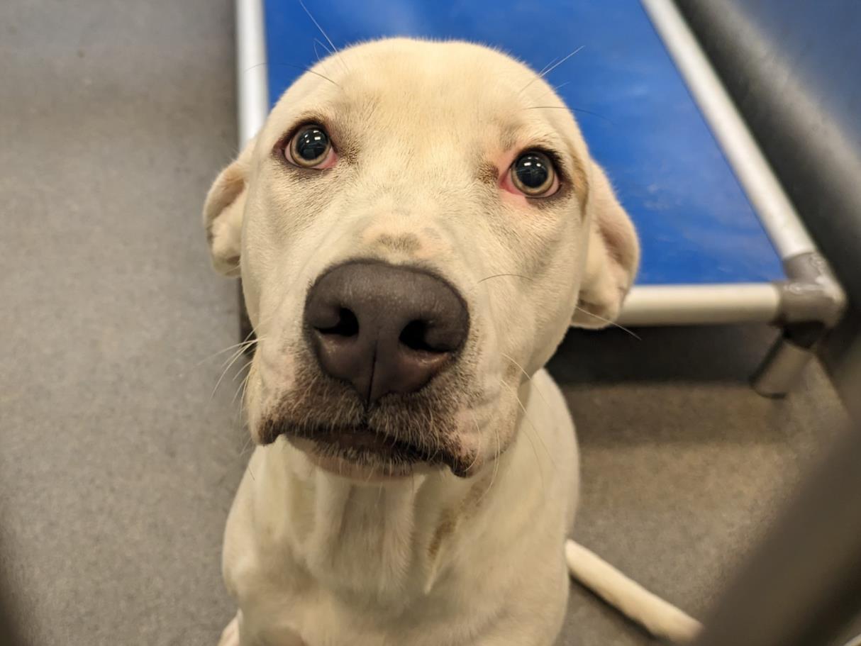 ALEXANDER, Adoptable, Adult Male Mixed Breed.