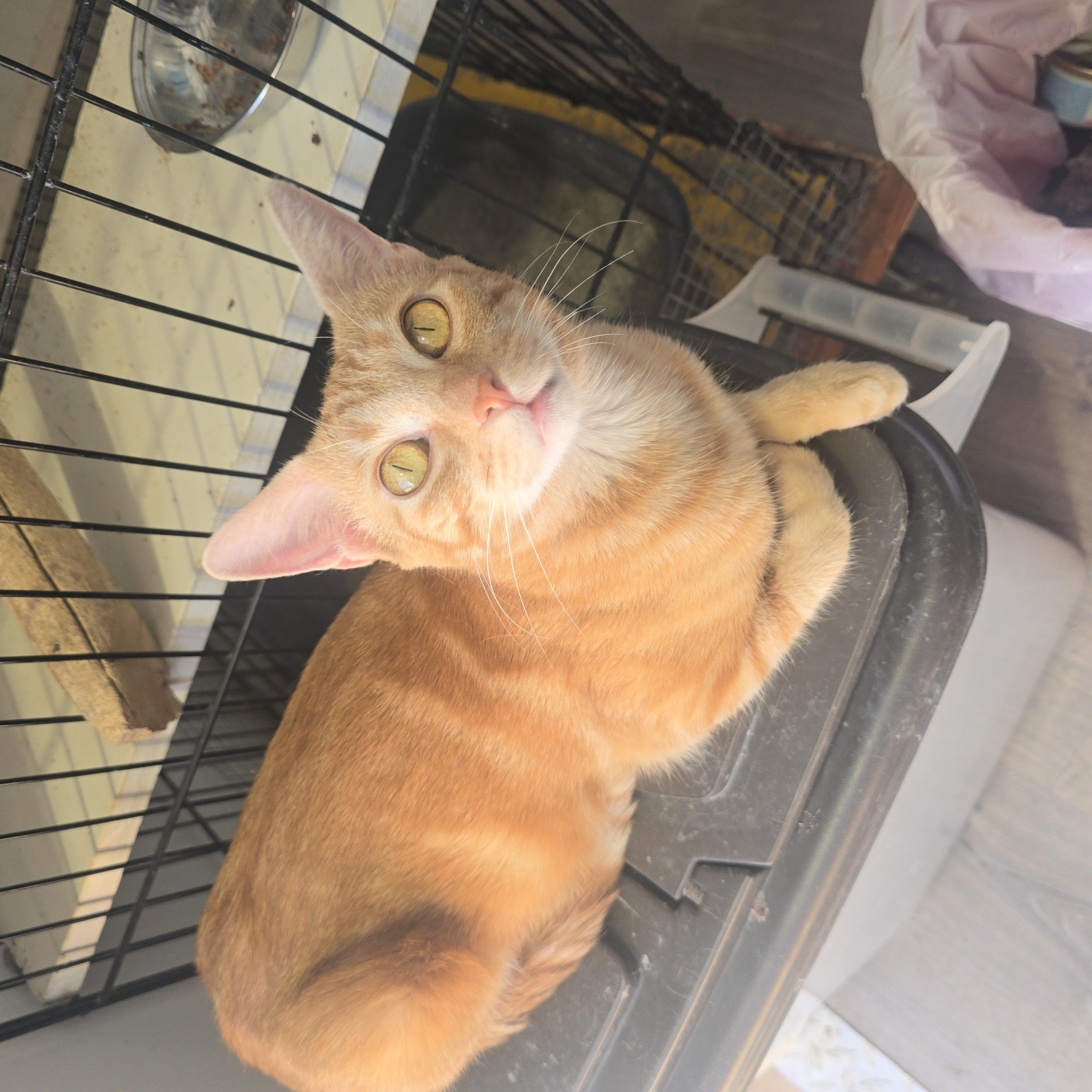 Enlarge Tigger, a ADOPTABLE Tabby in Globe, AZ image 1/1