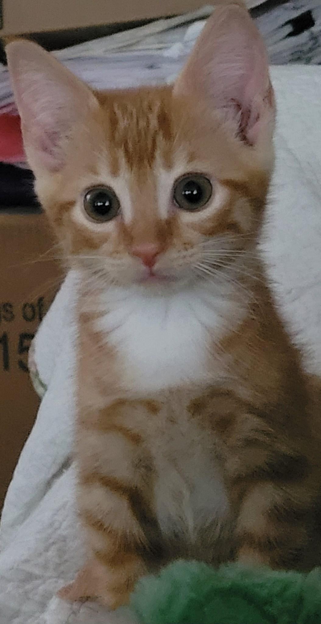 Astro, ADOPTABLE, Kitten Male Domestic Short Hair.