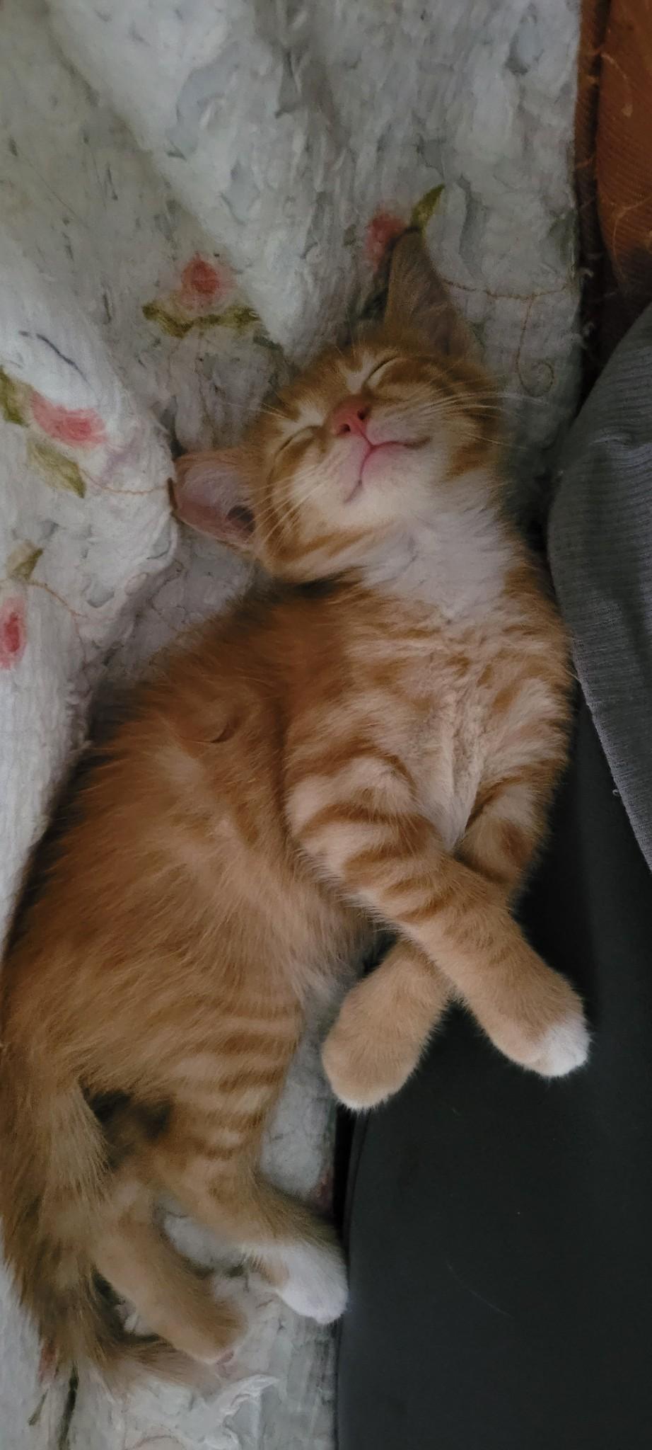 Enlarge Astro, a ADOPTABLE Domestic Short Hair in Lawrenceville, GA image 2/2